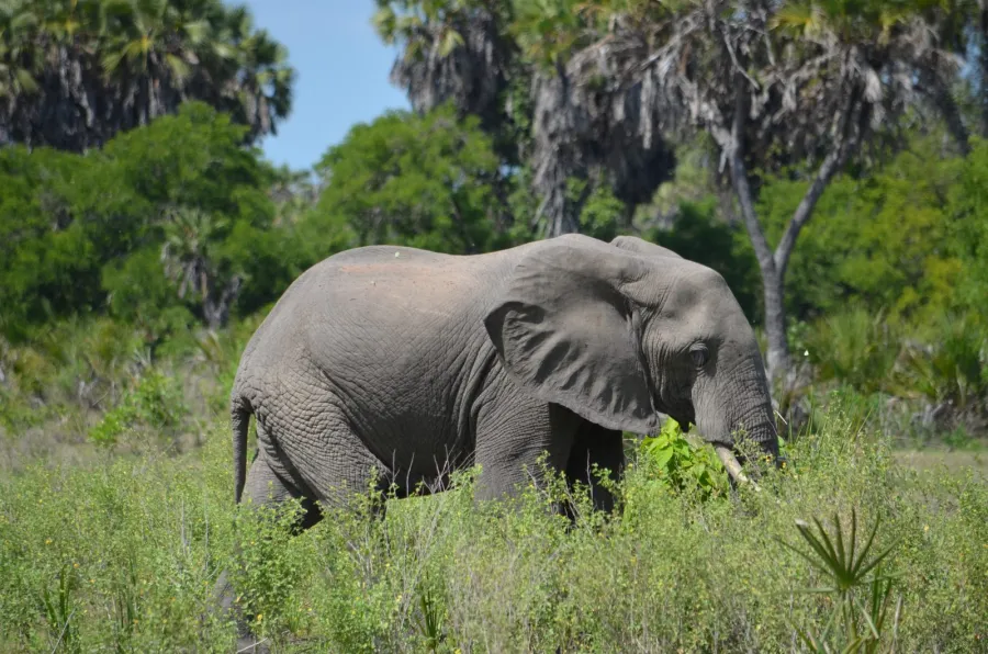 3-Day Flying Adveture Zanzibar to Nyerere NP
