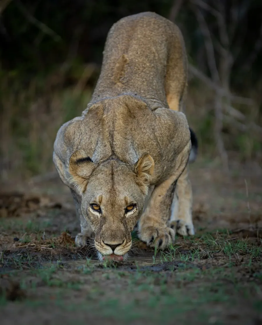 4-Day Safari Flying Zanzibar to Nyerere NP