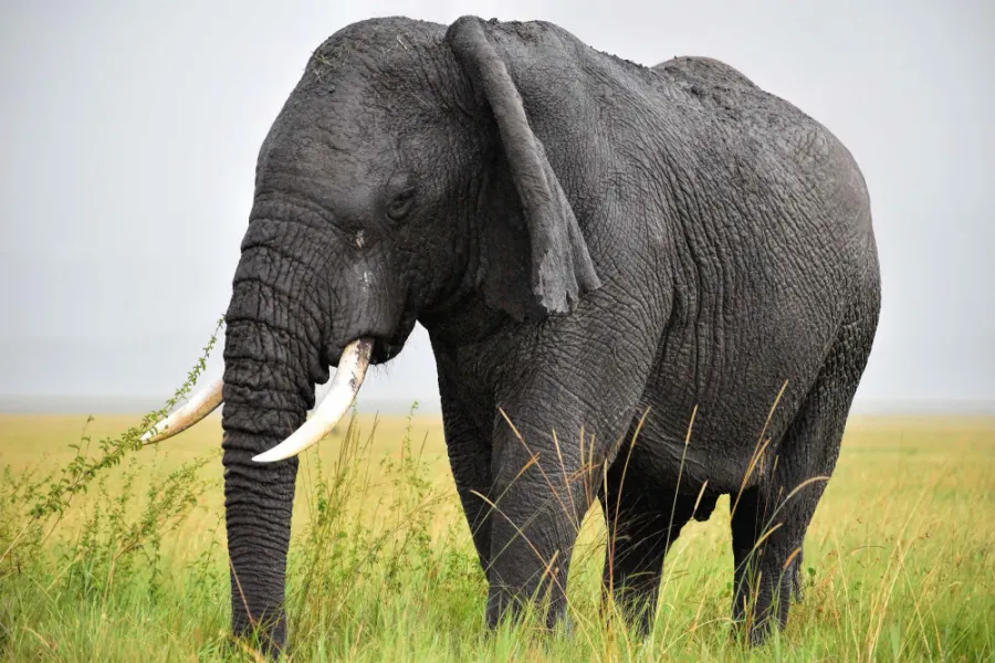 7-Day Tanzania Mid-Range Safari