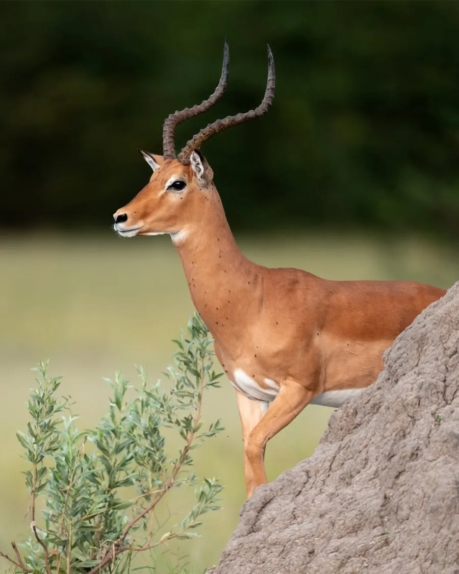 1-Day Amazing safari and affordable journey
