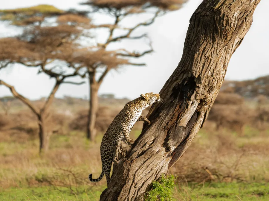 5-Day Big 5 Serengeti Safari