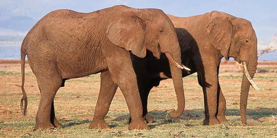 1-Day Discover the Crater of Ngorongoro