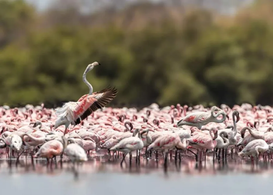 1-Day Lake Manyara National Park