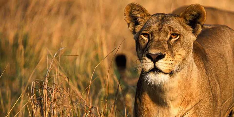 4-Day Magical of southern circuit(mikumi & Udzungwa)