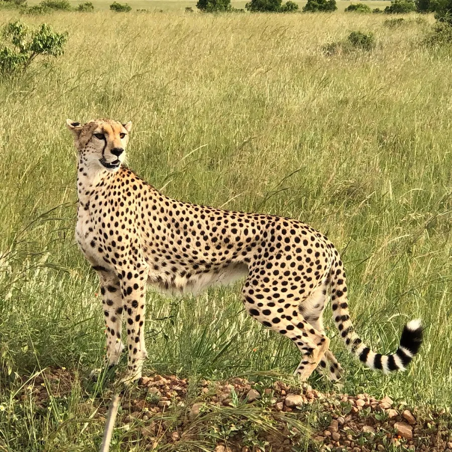 3-Day Masai Mara Wildebeest Migration