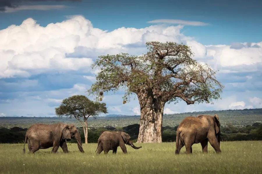 1-Day Tarangire National Park Tour