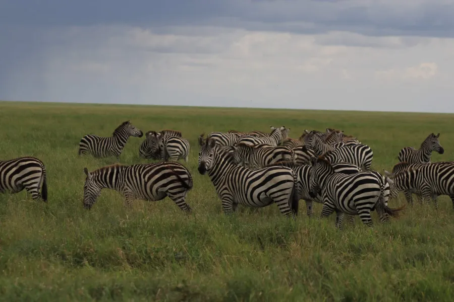 5-Day Majestic African Safari