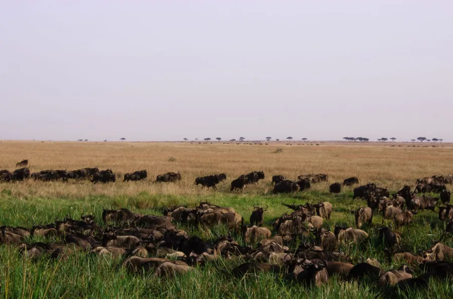 8-Day Northern Serengeti Mara River Crossing Focus Safari
