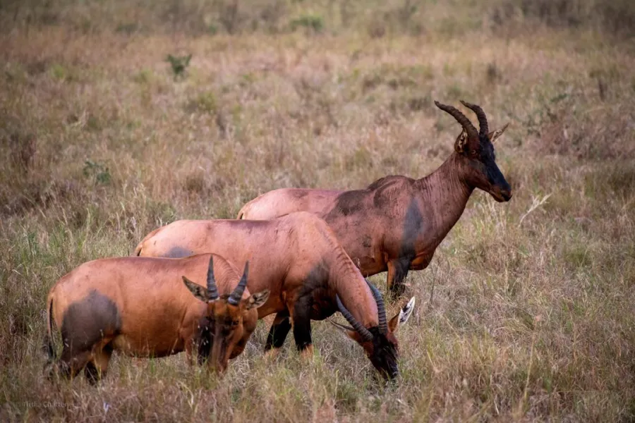 9-Day Tanzania Safari Focus on Wildlife Moments and Landscape