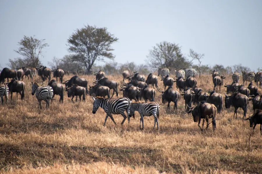 4-Day Ndutu Area for Calving Season & Ngorongoro Crater