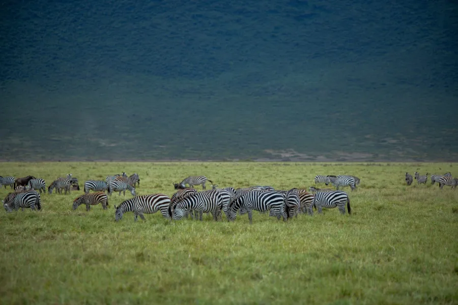 3-Day Serengeti & Ngorongoro Private Camping Safari | Best Ta