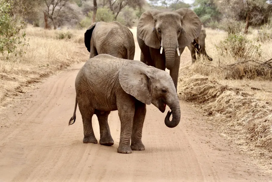 2-Day Tarangire & Ngorongoro Crater Joining Safar-Camping