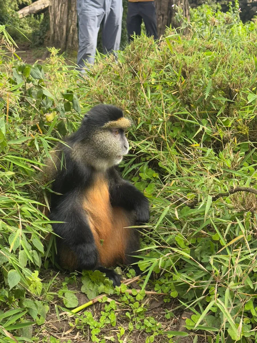 3-Day Gorilla and Golden Monkey Trekking