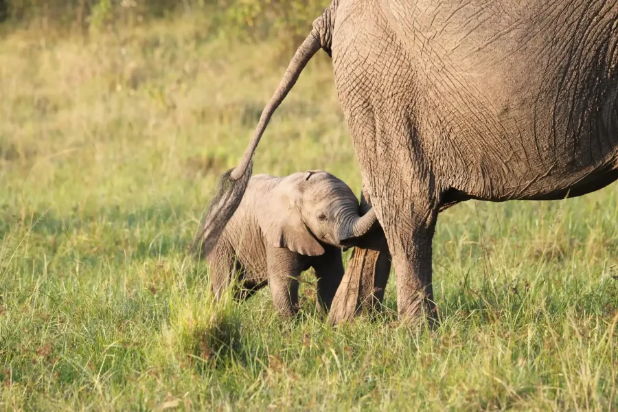 3-Day Masai Mara Safari Experience