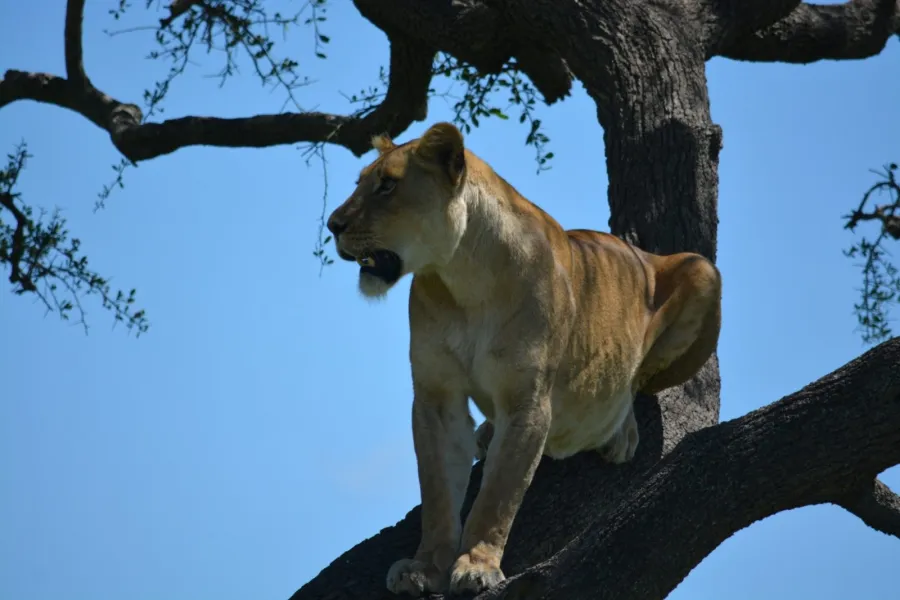 16-Day Tanzania Safari & Zanzibar Beach Holiday