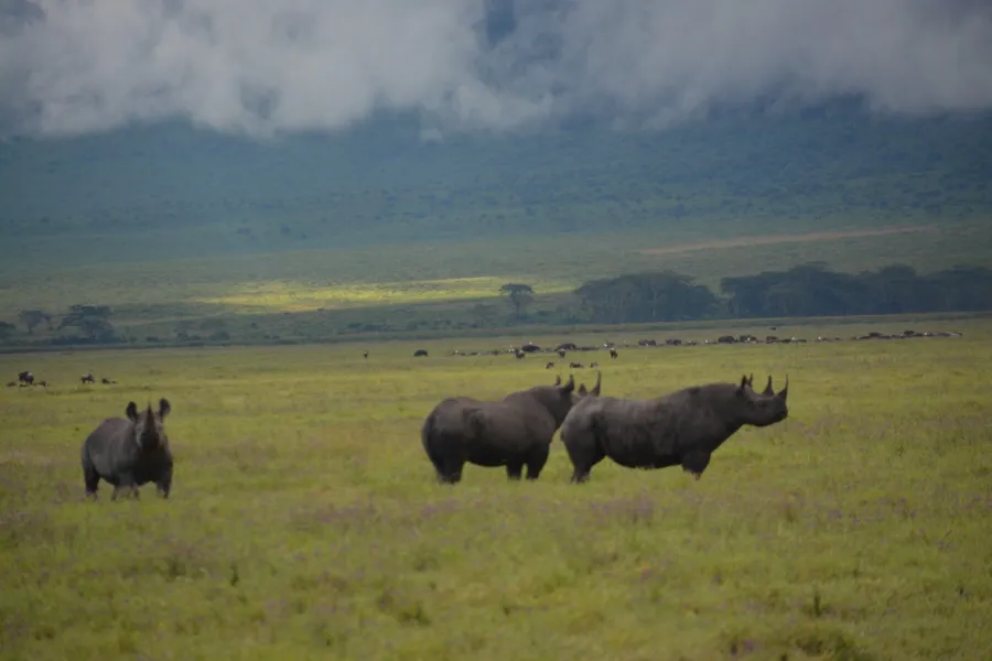 3-Day Tarangire, Ngorongoro & Manyara from Zanzibar