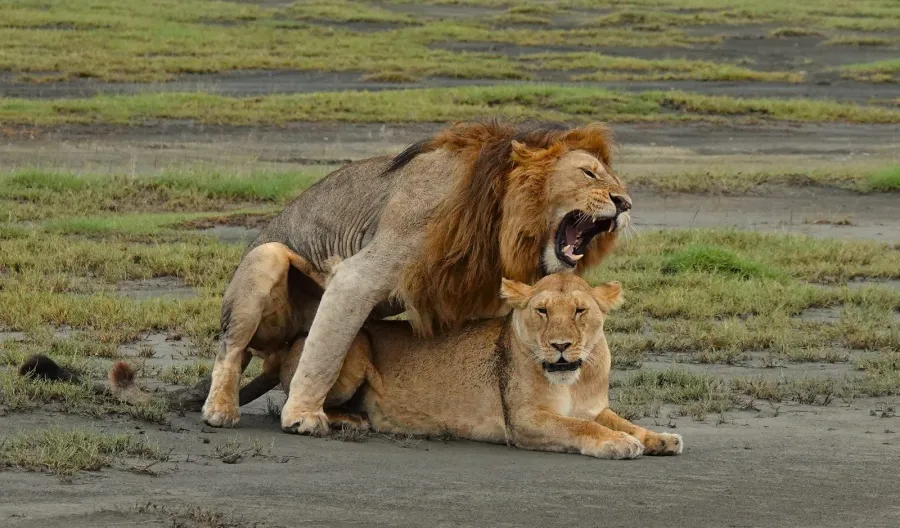 3-Day Ultimate Group Midrange Safari Adventure