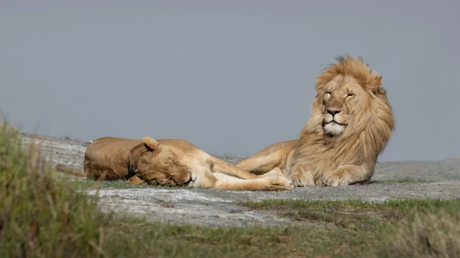 4-Day Fly-In Classic Tanzania Midrange Safari Adventure