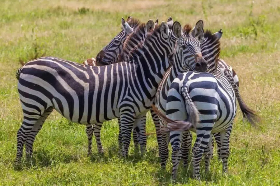 1-Day Mikumi National Park Full-Day Trip