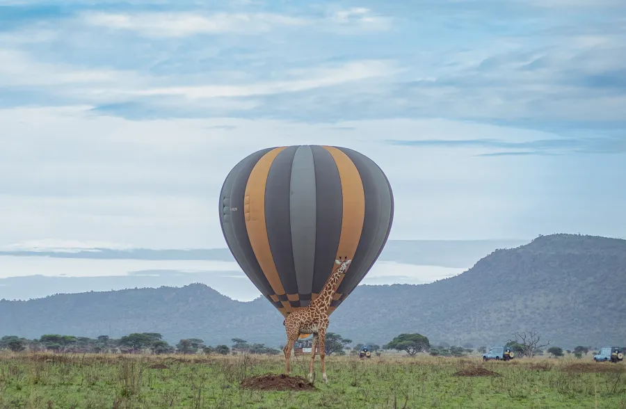 13-Day Bwindi, Serengeti to Zanzibar Safari.