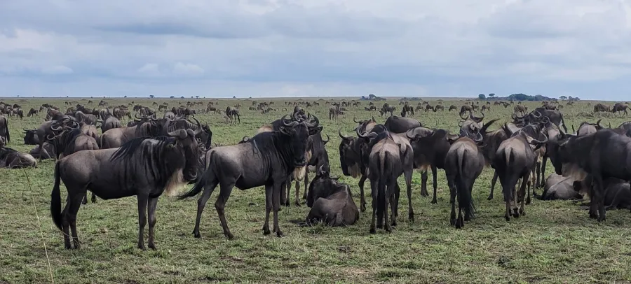 15-Day The Tanzanian Grand Safari and Zanzibar Beach Holidays