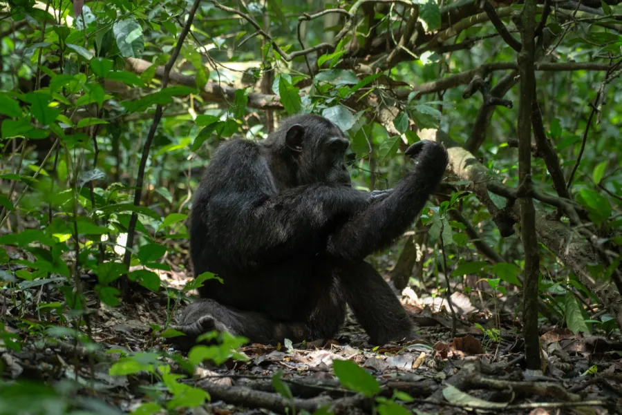 7-Day Big Four Chimp & Gorilla Trekking Safari to Uganda