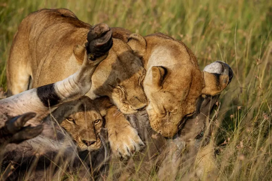 2-Day Safari To Tarangire and Ngorongoro Crater