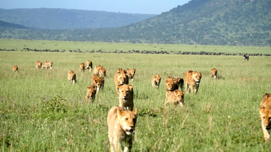 7-Day Serengeti Great Migration Safari