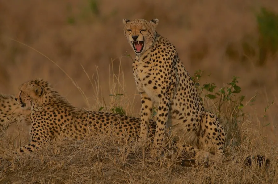 5-Day Kenya Wildlife Safari