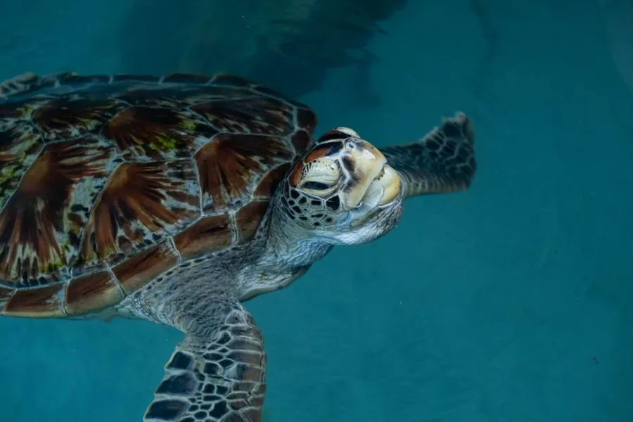 1-Day Zanzibar Salaam Cave Turtle Swim with Entry Fee