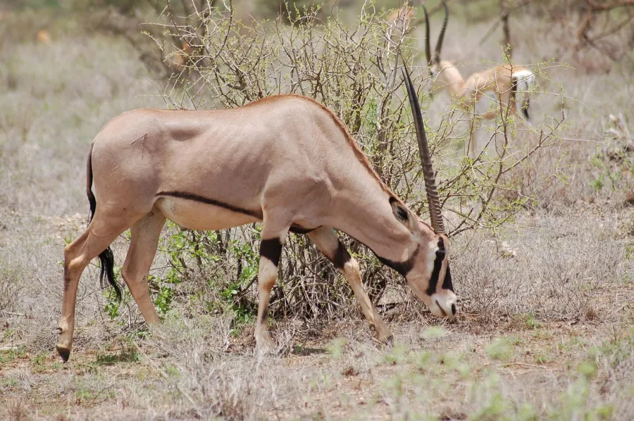 4-Day Samburu Special Five and Ol Pejeta Safari Experience