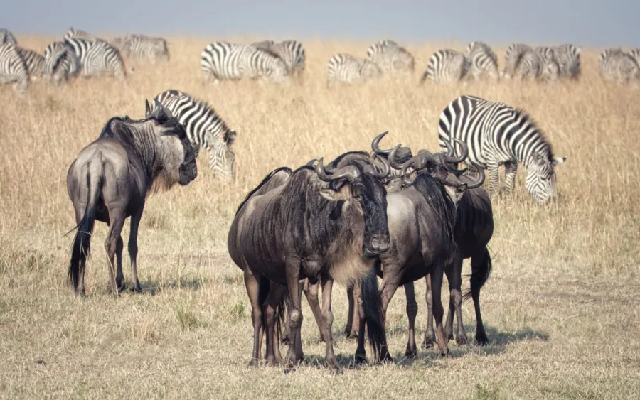 6-Day Blissful Adventure-Mara, Nakuru, Amboseli