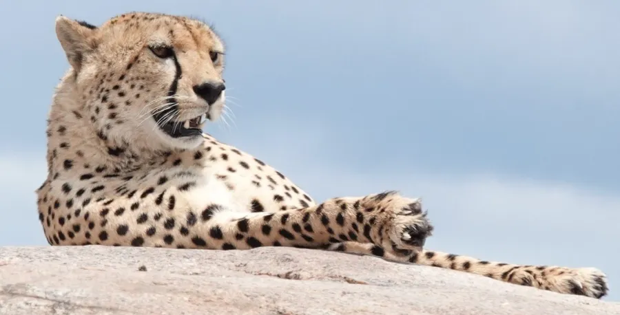 4-Day Classic Luxury Serengeti Fly-In Escape with Balloon