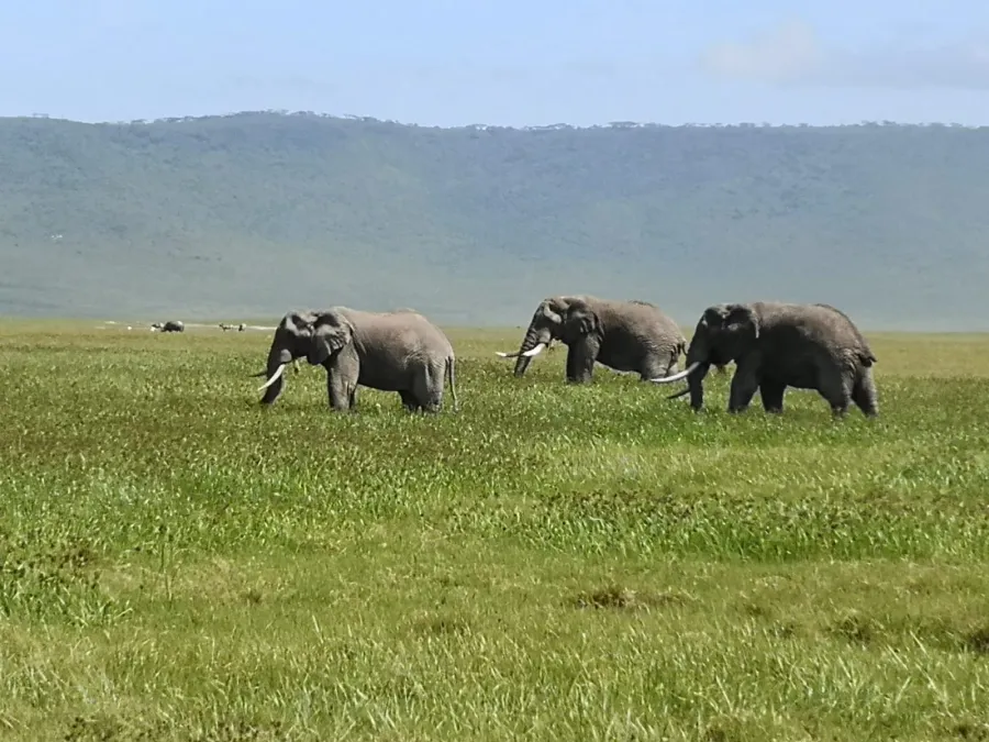 4-Day The Big Five Wildness Quest