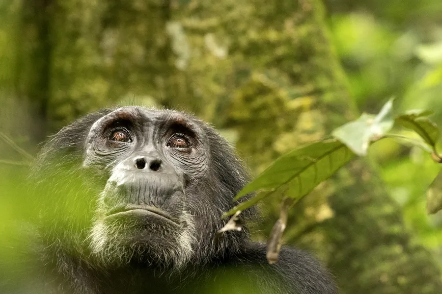 5-Day Queen Elizabeth NP and Bwindi National Park Safari