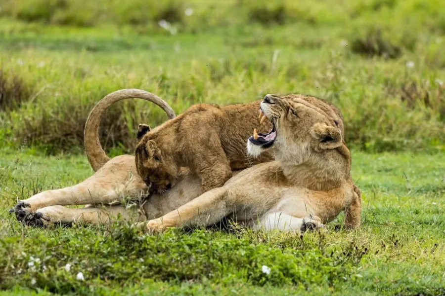 7-Day Tanzania Wildlife Safari: Serengeti and Ngorongoro
