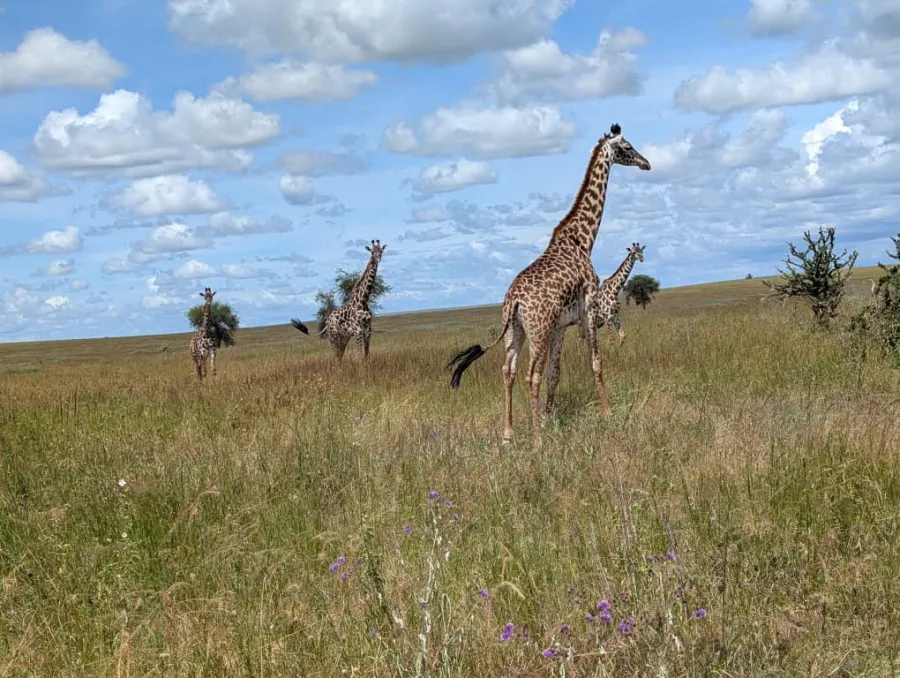 4-Day Tarangire, Serengeti, Ngorongoro with Hot Air Balloon