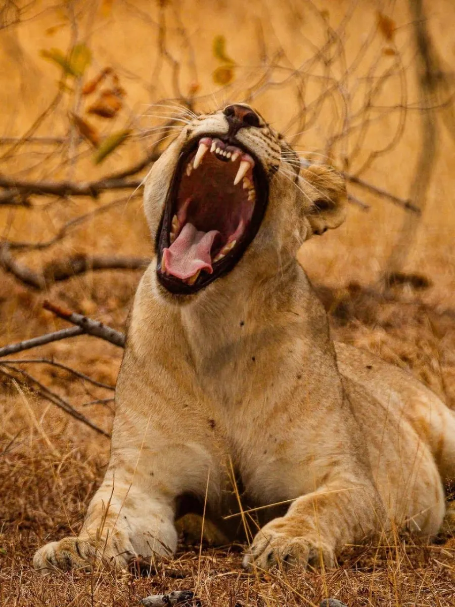 3-Day Fly in Tarangire, Ngorongoro, and Lake Manyara