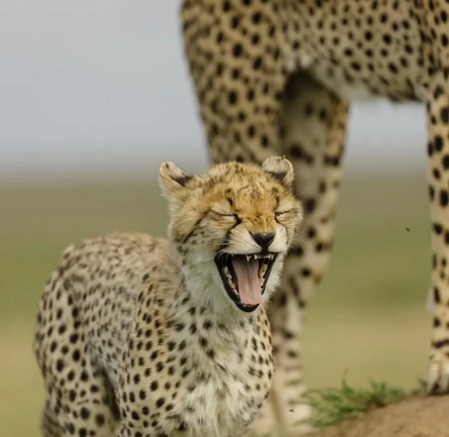 6-Day Remarkable Tanzania Safari