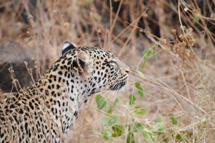 4-Day Wild Kenya Uncovered: Tsavo East, Amboseli & Tsavo West