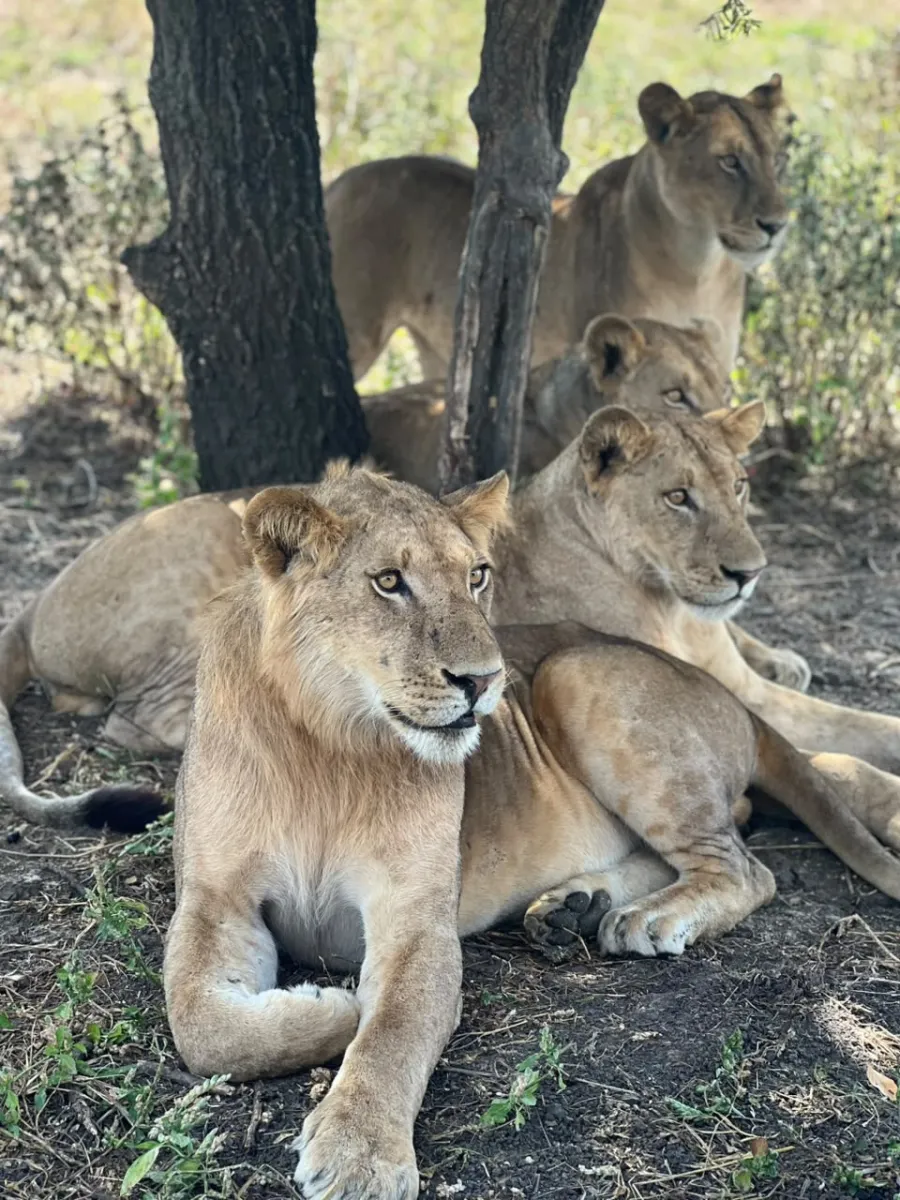 2-Day Mikumi National Park Adventure