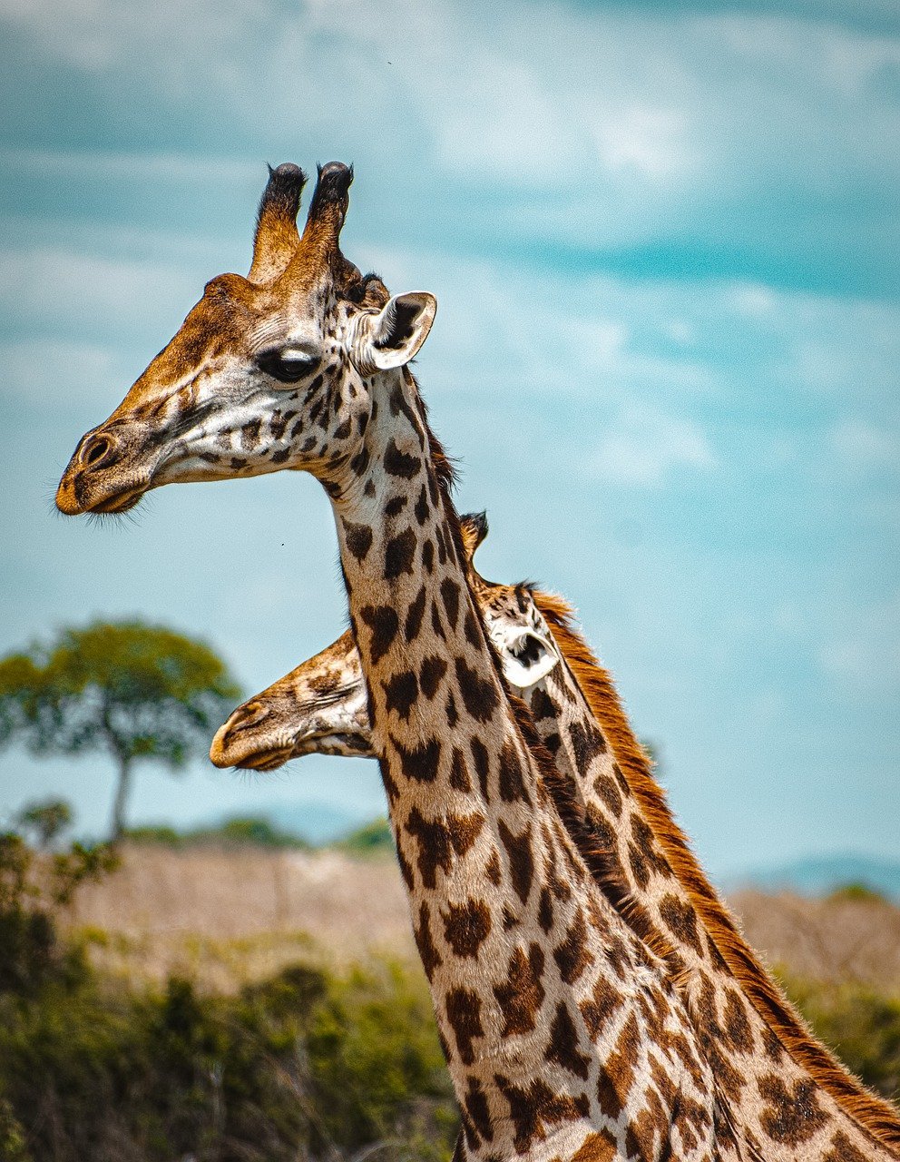 Safari Vendors