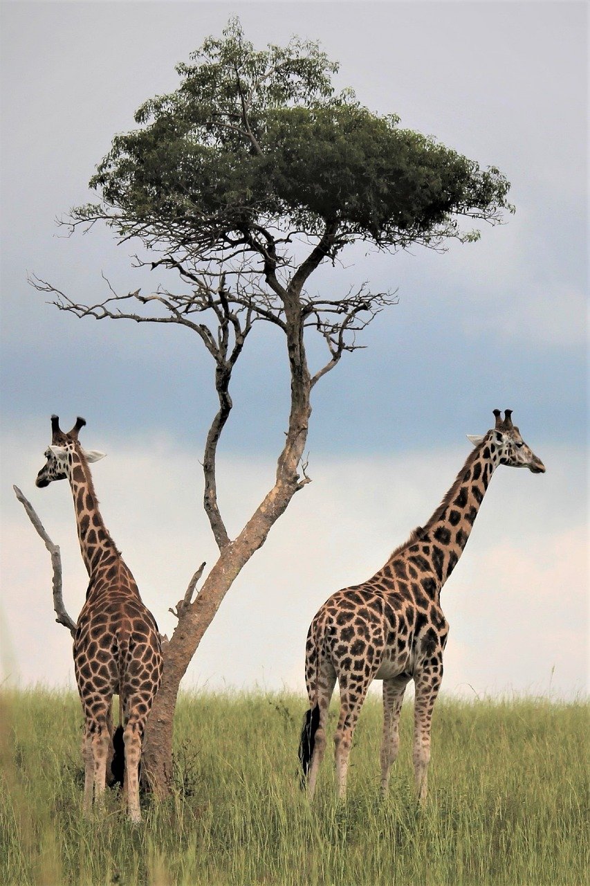 Safari Vendors