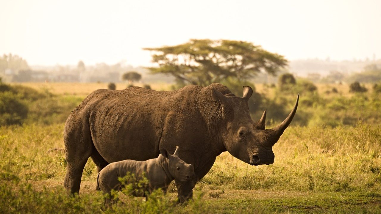 6-Day Marangu Route safari tour