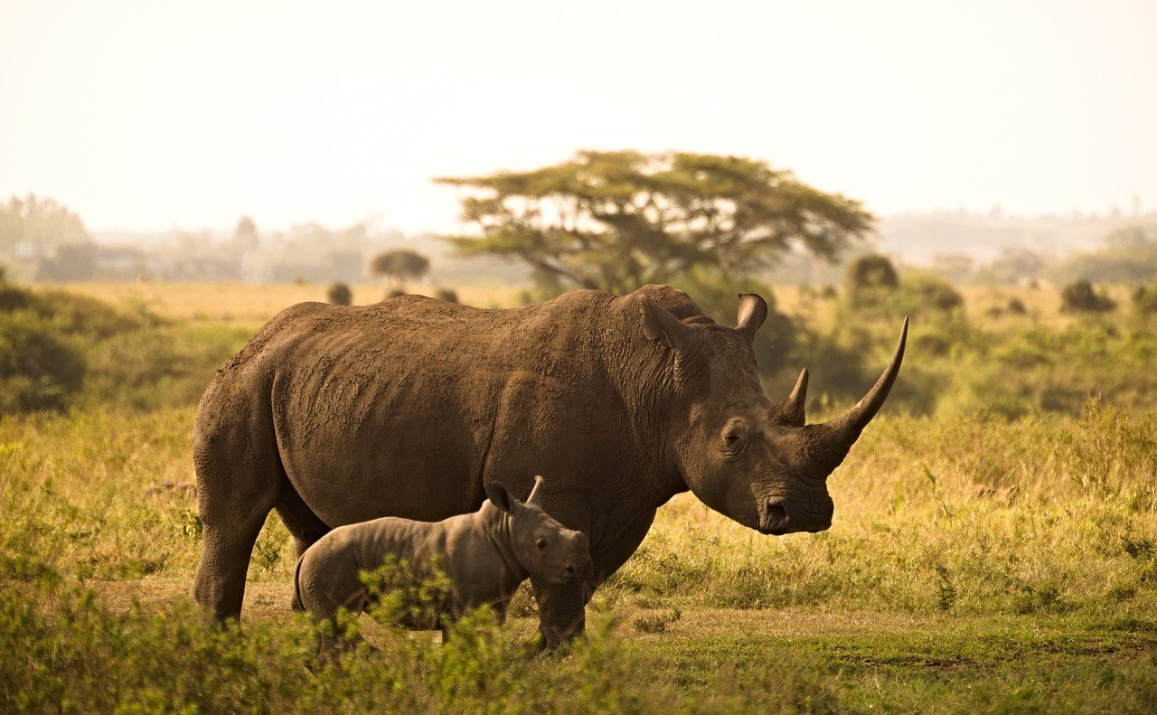 Safari Vendors