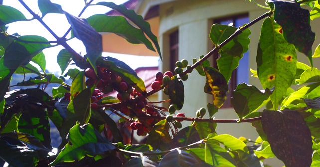 Hhando Coffee Lodge