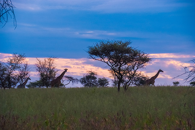Suenos De Africa Luxury Camp