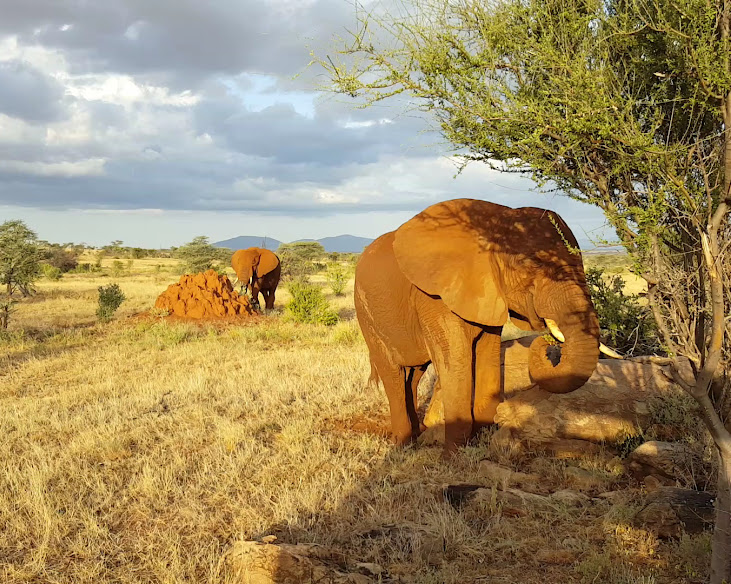 Samburu Sopa Lodge