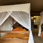 Fig Tree Camp
