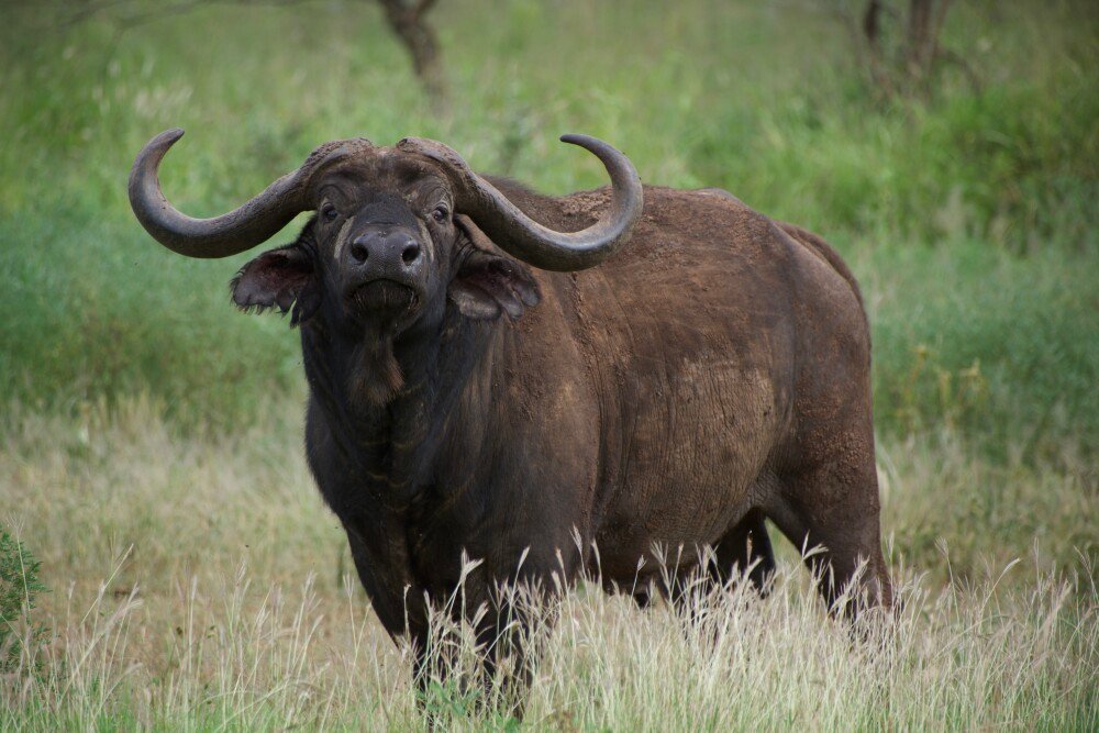 7-Day Mikumi National Park and Zanzibar Beach Tour gallery image